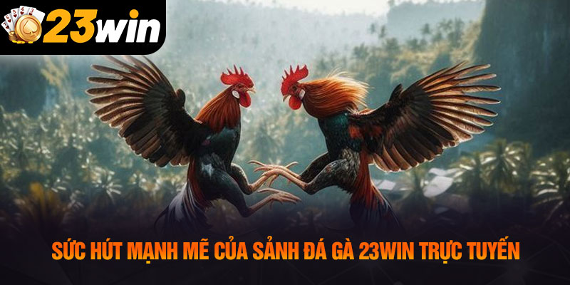 Sức hút mạnh mẽ của sảnh đá gà 23WIN trực tuyến